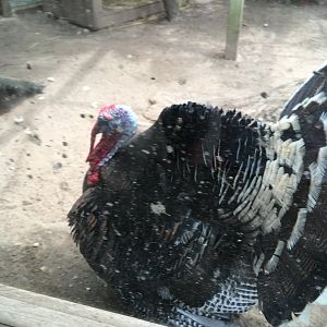 Wild Turkey (Meleagris gallopavo intermedia) male displaying