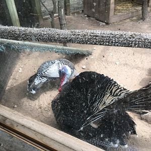 Wild Turkey (Meleagris gallopavo intermedia) male displaying to female