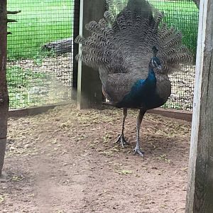 Indian Peafowl (Pavo cristatus)