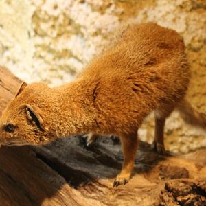 Yellow mongoose
