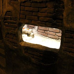 Rat-enclosure in the Sewer