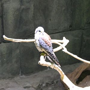 American kestrel