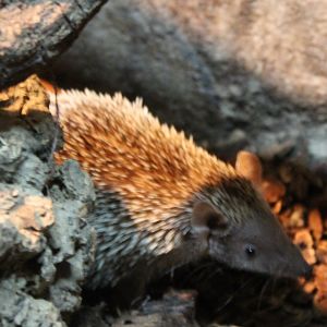 Lesser hedgehog tenrec