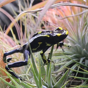 Dart frog