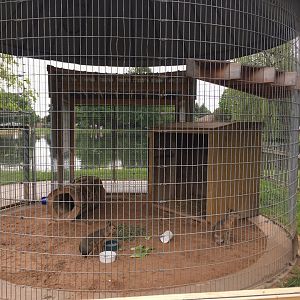 Patagonian Cavy exhibit - Menominee Park Zoo