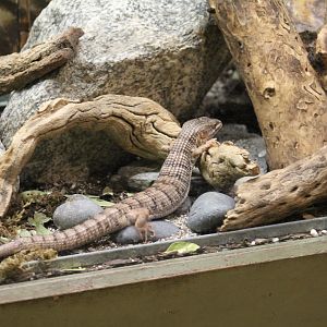 Southern Alligator Lizard