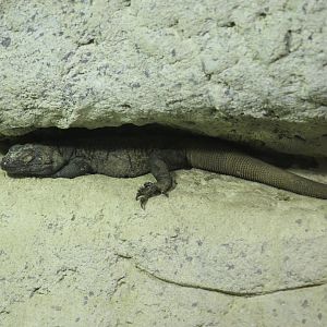 Northern Common Chuckwalla