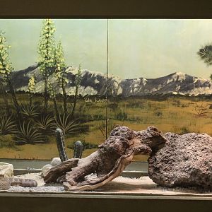 Southern Pacific Rattlesnake Enclosure