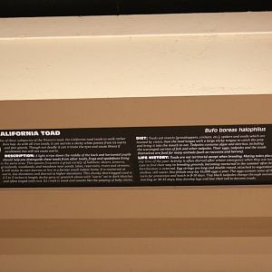 California Toad Signage