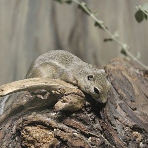 San Joaquin Antelope Squirrel