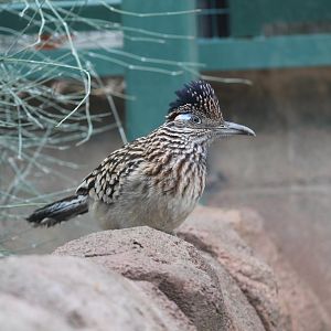 Greater Roadrunner