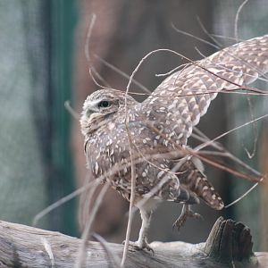 Burrowing Owl