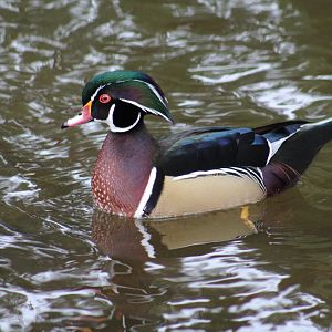 North American Wood Duck