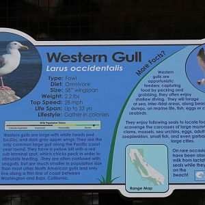 Western Gull Signage