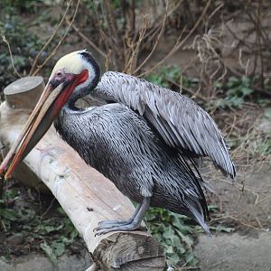 California Brown Pelican