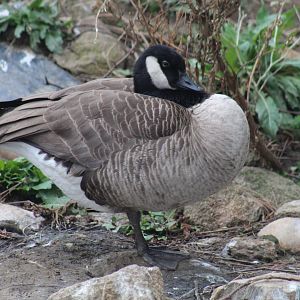 Canada Goose