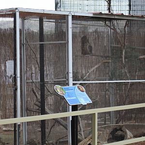 Western Screech-Owl Enclosure