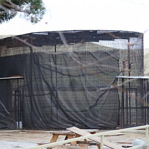 Red-Tailed Hawk Enclosure