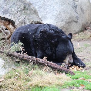 California Black Bear