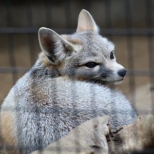 San Joaquin Kit Fox