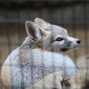 San Joaquin Kit Fox