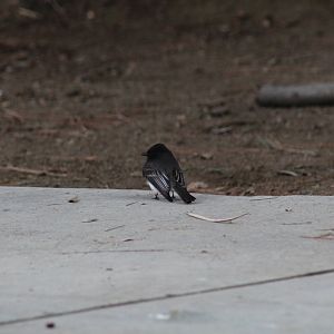 Black Phoebe