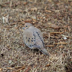 Western Mourning Dove