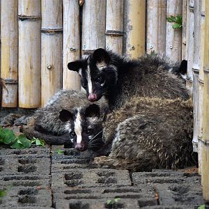 Xiongsen animal world - Masked palm civet