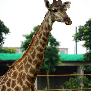 Xiongsen animal world - Giraffe