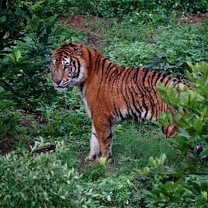 Xiongsen animal world - Tiger