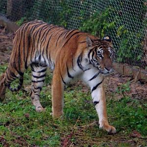 Xiongsen animal world - Tiger