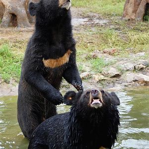 Xiongsen animal world - Asiatic black bear
