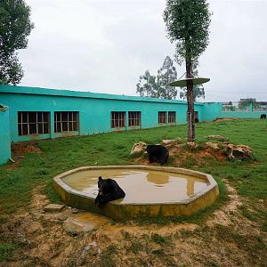 Xiongsen animal world - Bear exhibit