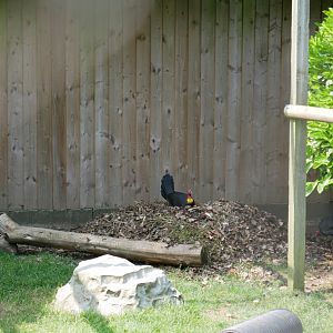 Australian Brush Turkey Nest