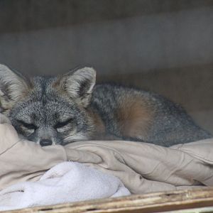 San Clemente Island Fox