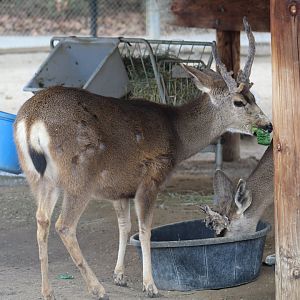 Columbian Black-Tailed Deer