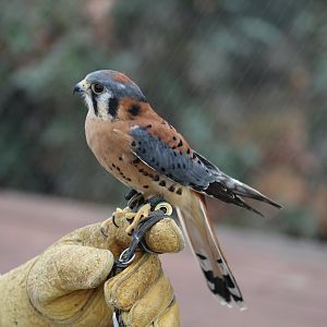 American Kestrel