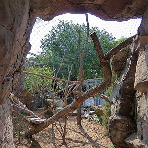 Red Panda Exhibit #1 (Water is Life) - May 2018