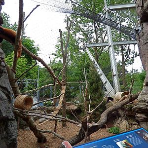 Red Panda Exhibit #1 (Water is Life) - May 2018