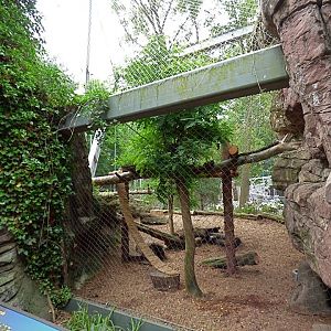 Red Panda Exhibit #1 (Water is Life) - May 2018