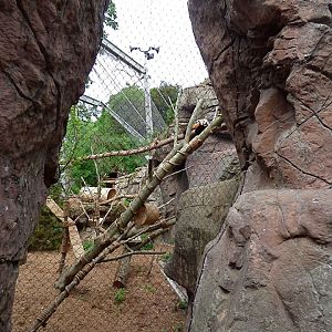 Red Panda Exhibit #1 (Left side) - May 2018