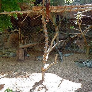 Red Panda Exhibit #2 (Water is Life) - May 2018