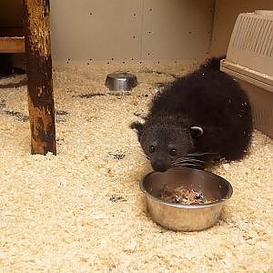 Javan Binturong @ Hamerton Zoo - YouTube