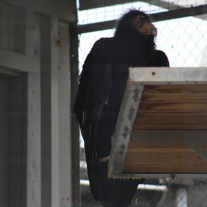 California Condor
