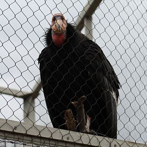 California Condor