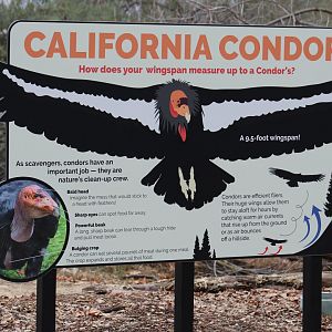 California Condor Sign