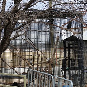 Common Raven Enclosure