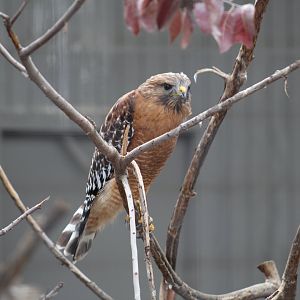 Red-Shouldered Hawk