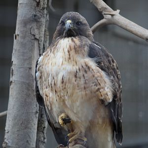 Ferruginous Hawk