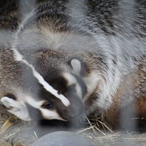American Badger